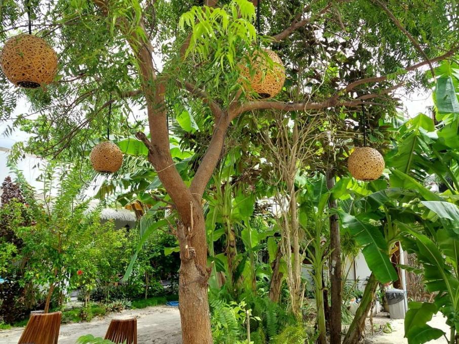 Coco Villa Thoddoo Exterior foto